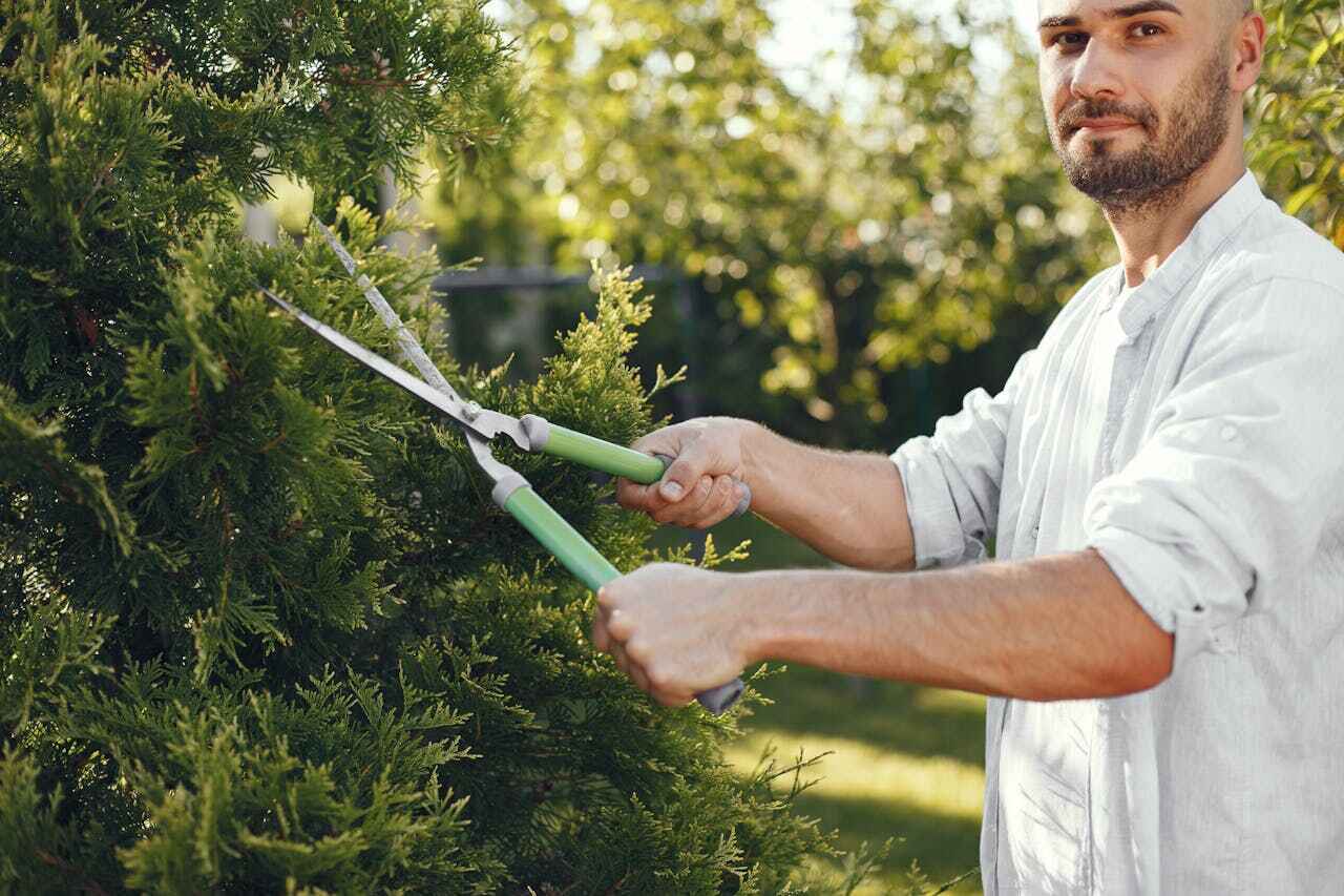 Best Emergency Storm Tree Removal  in Emory, TX